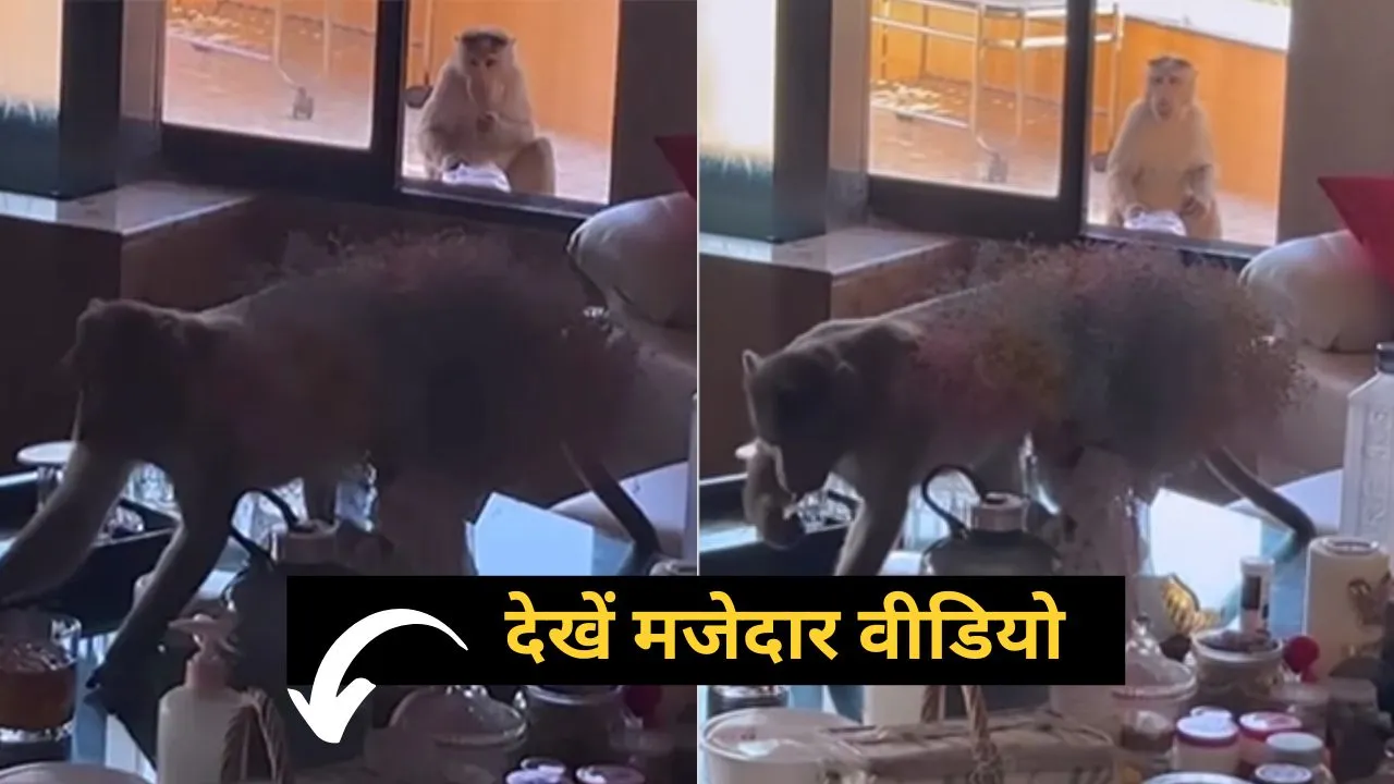 Monkey anil sharma house