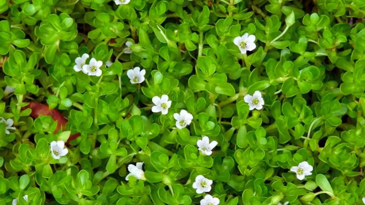 Brahmi
