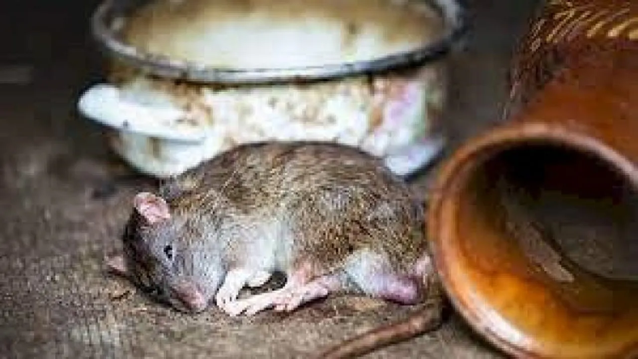 rat murdar