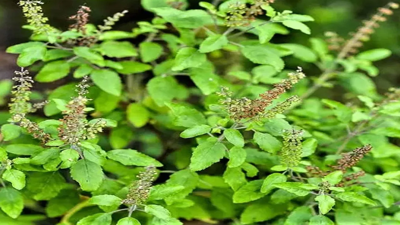 Varunthini Ekadashi 2023