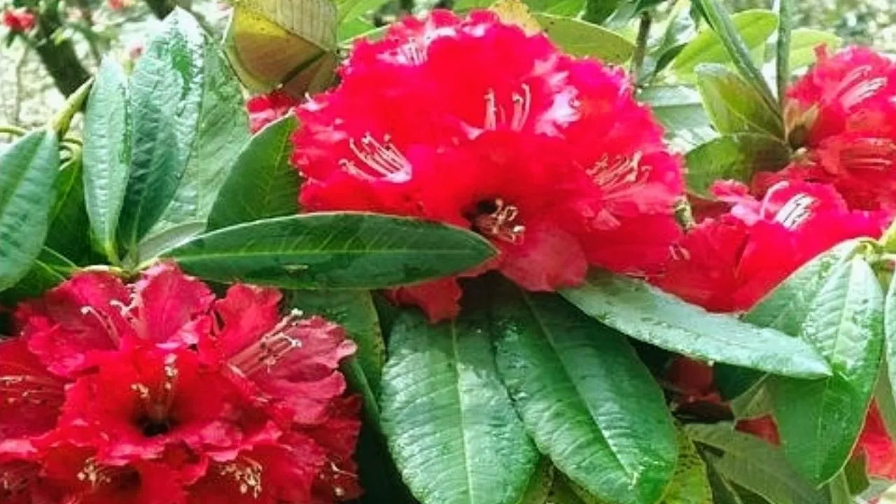 Buransh Flower