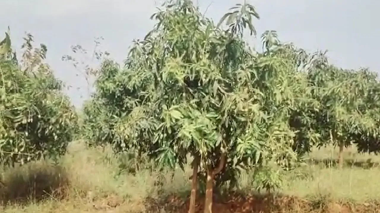 latehar news