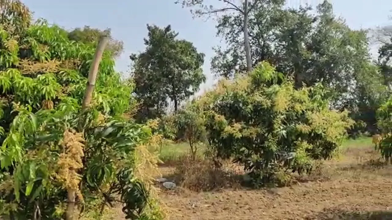 mango farming