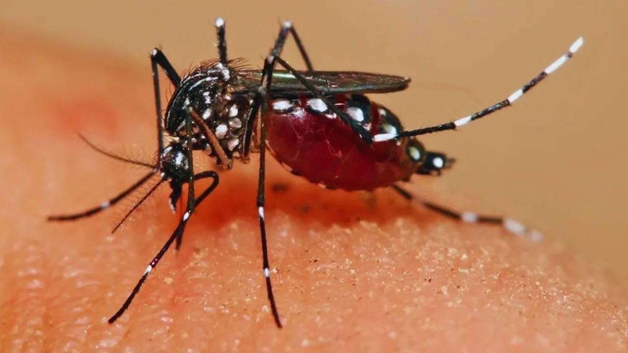 Malaria