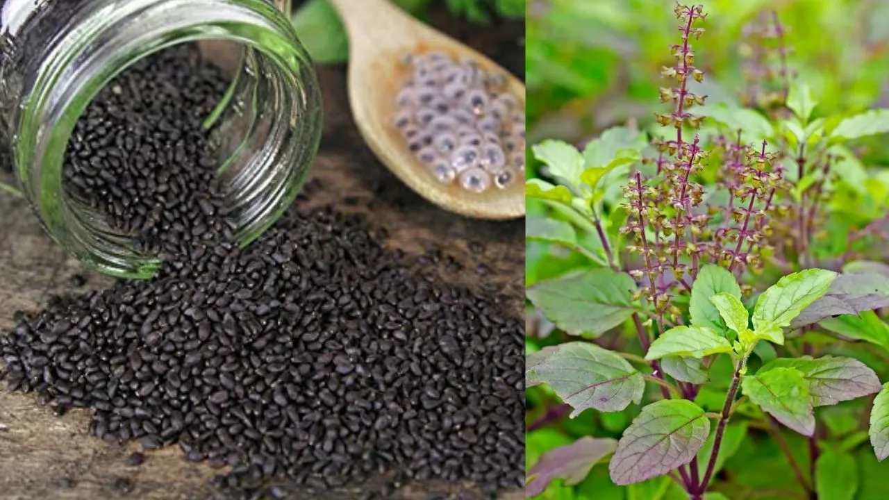 Tulsi Seeds