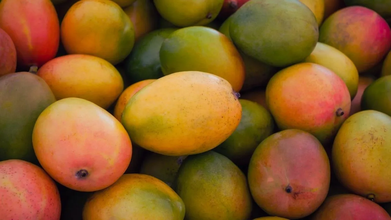 mango