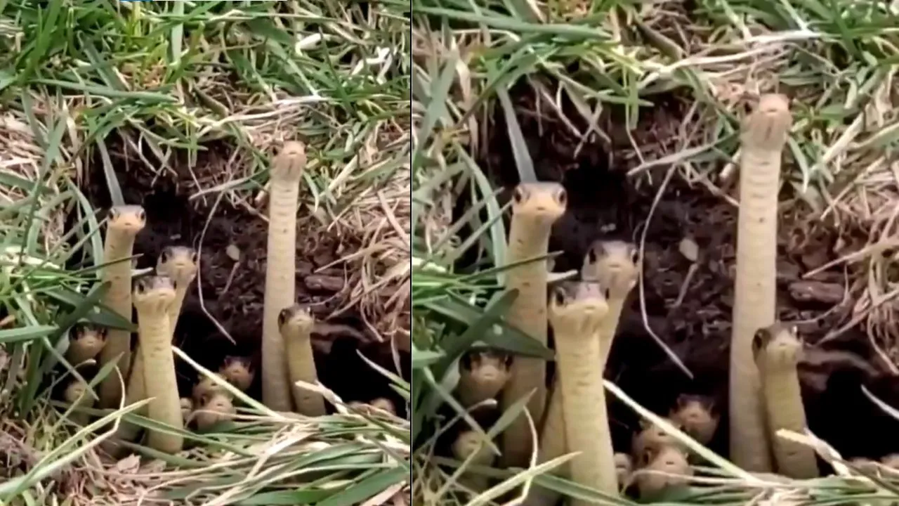 swarm of snakes