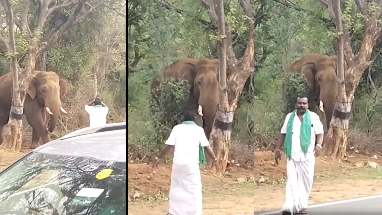elephant viral video