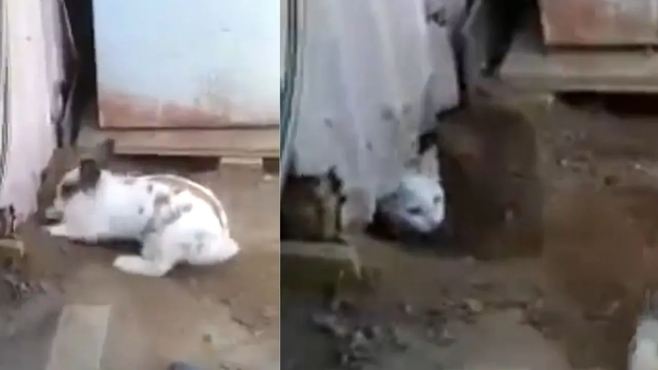 rabbit save cat life