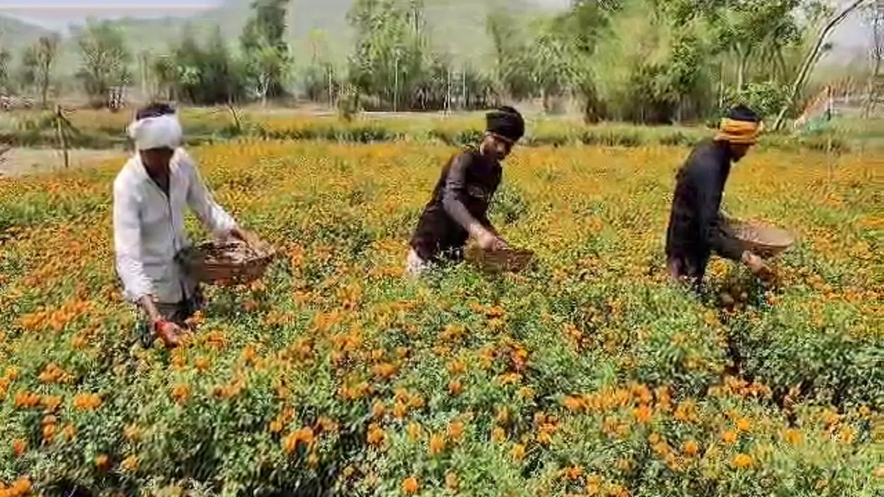 Flower farming