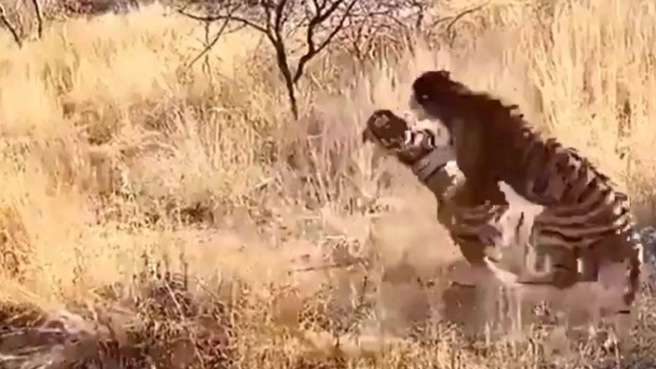 Tigers fight