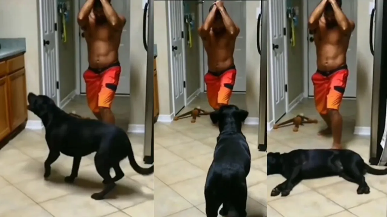 viral dogs video
