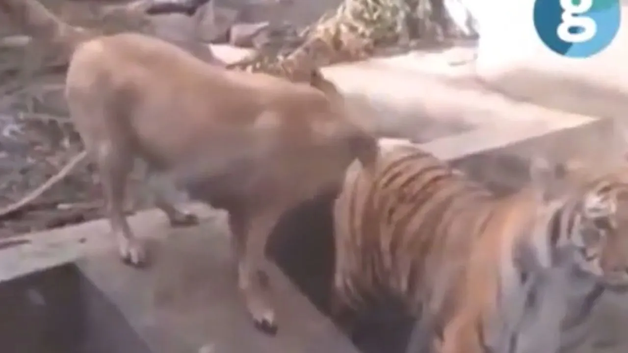 viral trending video