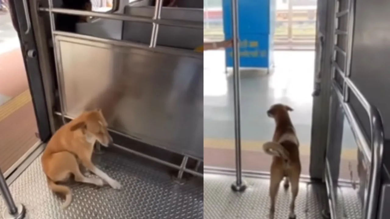viral trending video