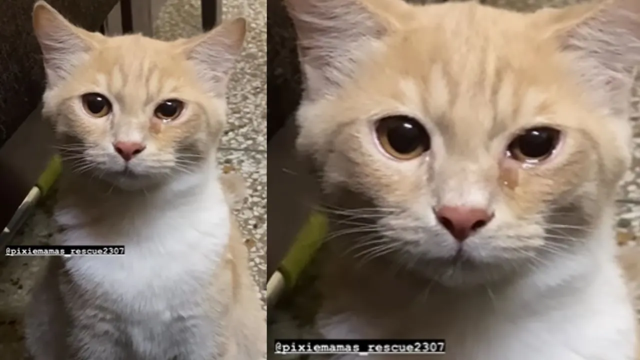 viral trending video