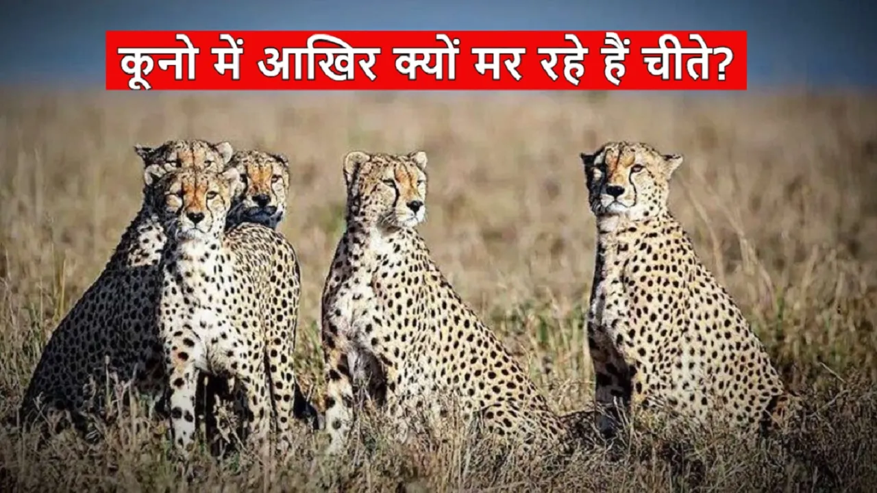 Kuno Cheetah Death