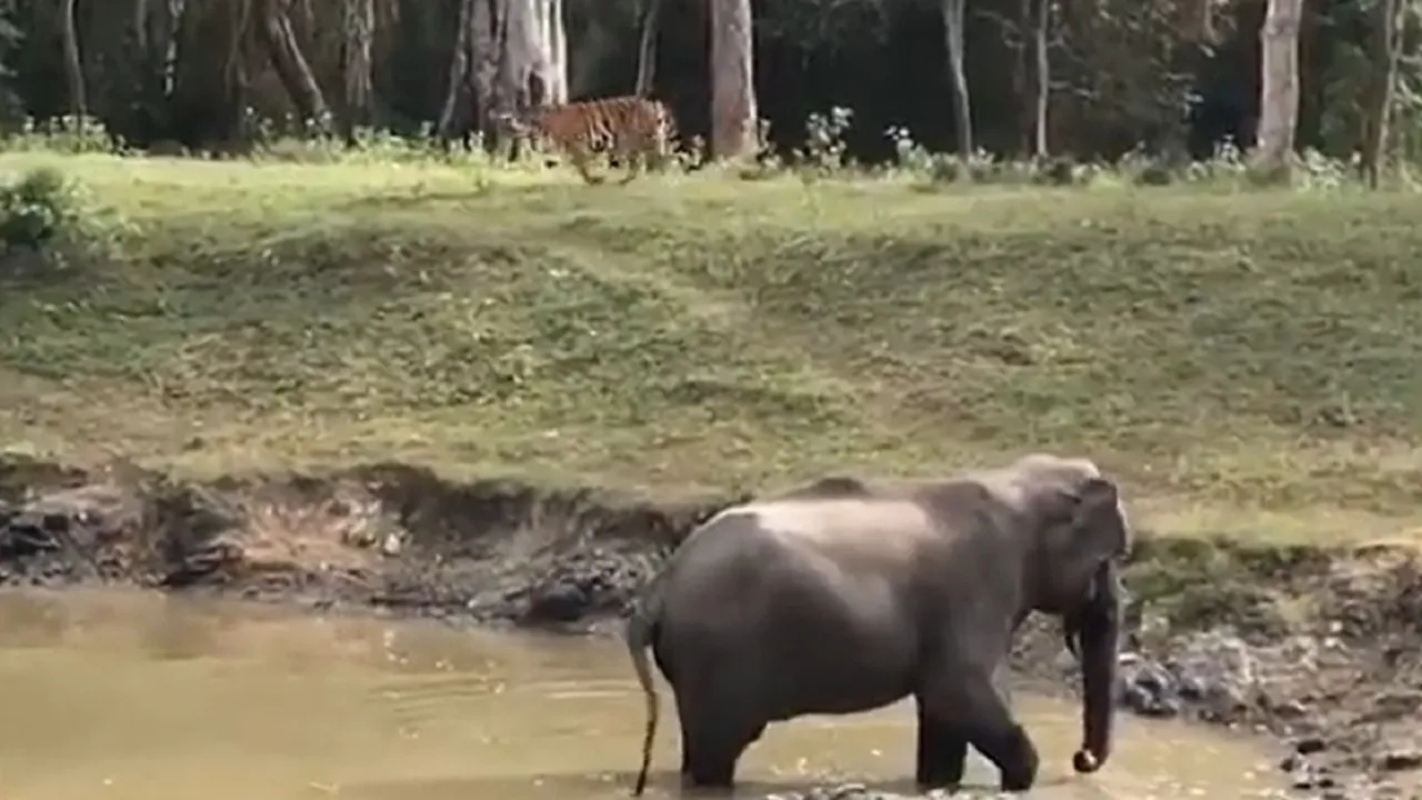 Tiger attack