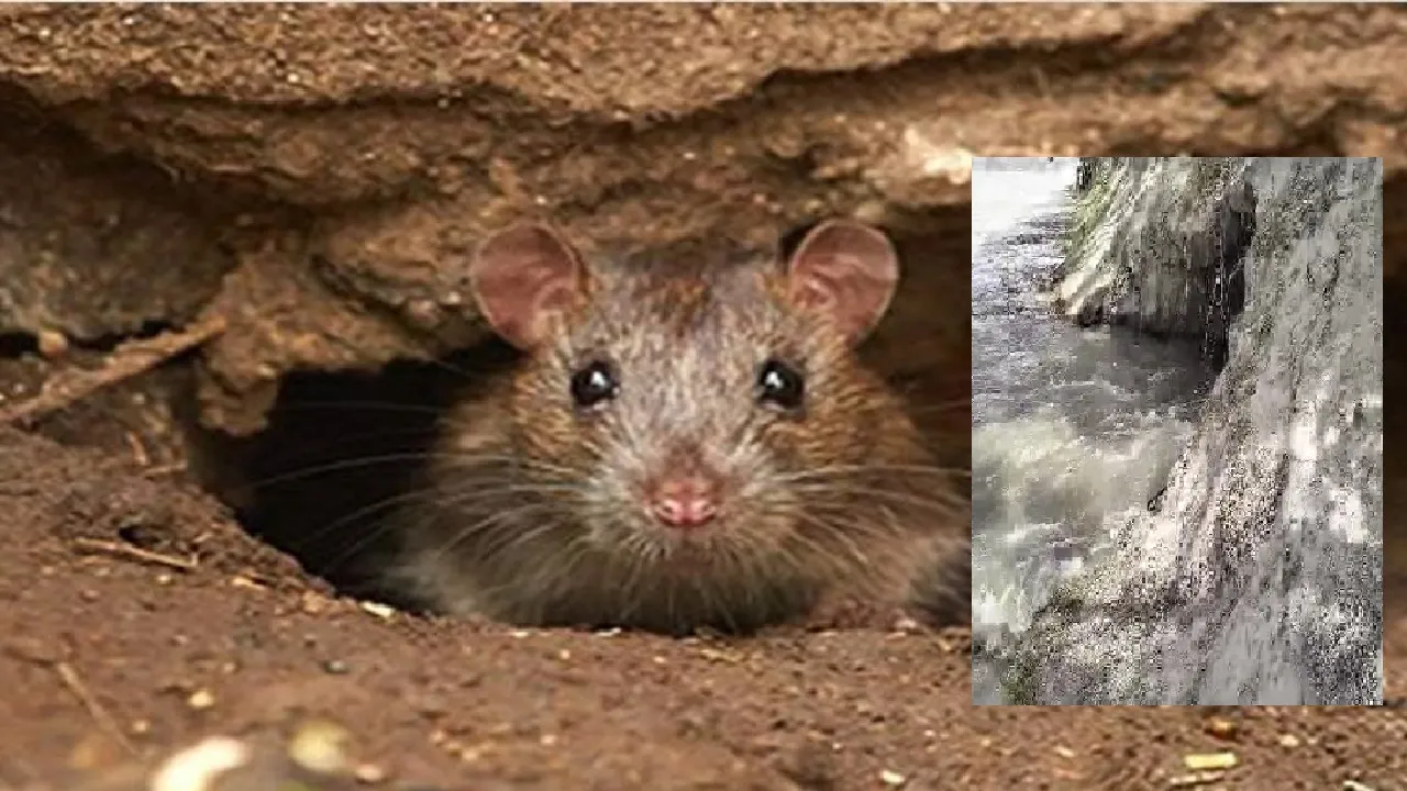 rat