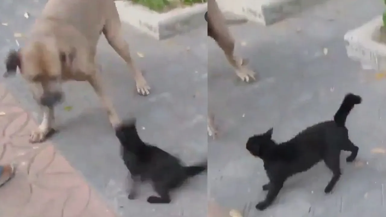 viral trending video