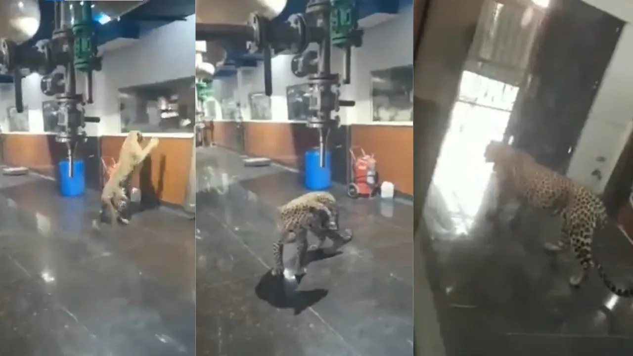 viral trending video