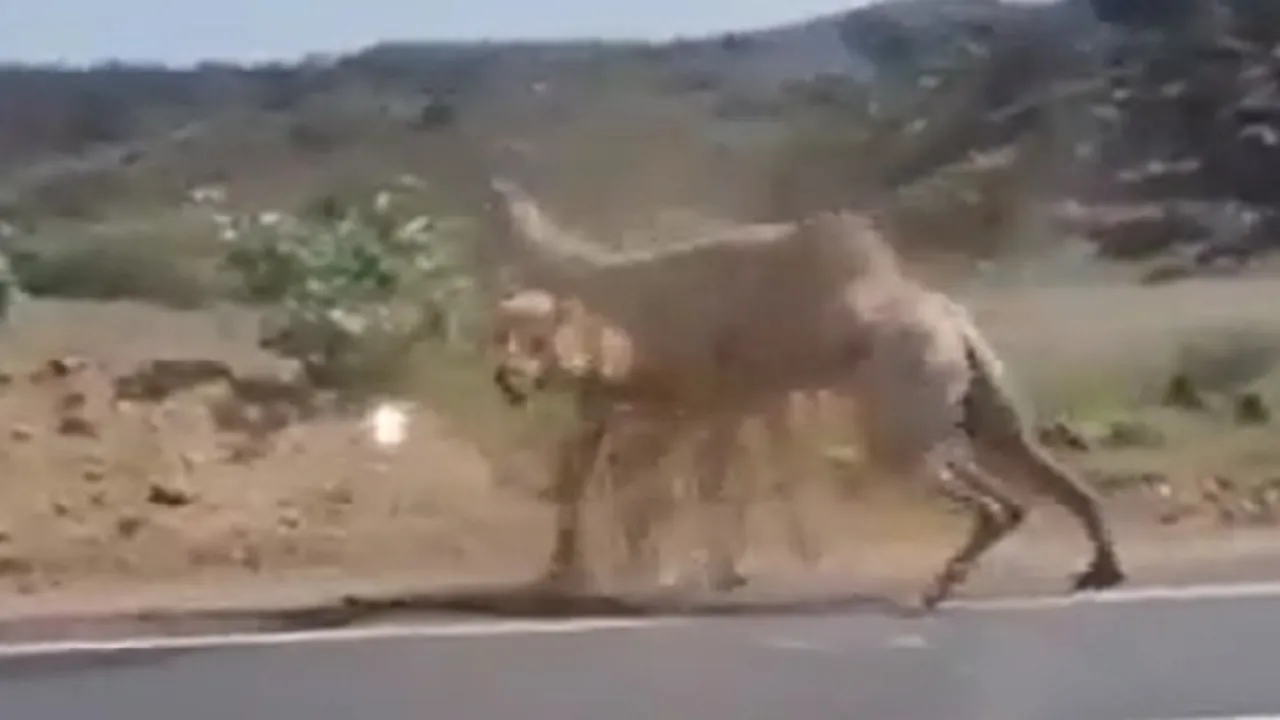 Camels fight