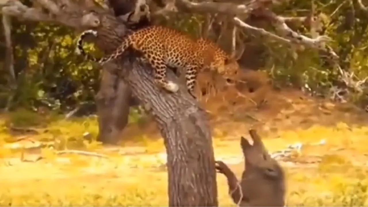 Tiger Video