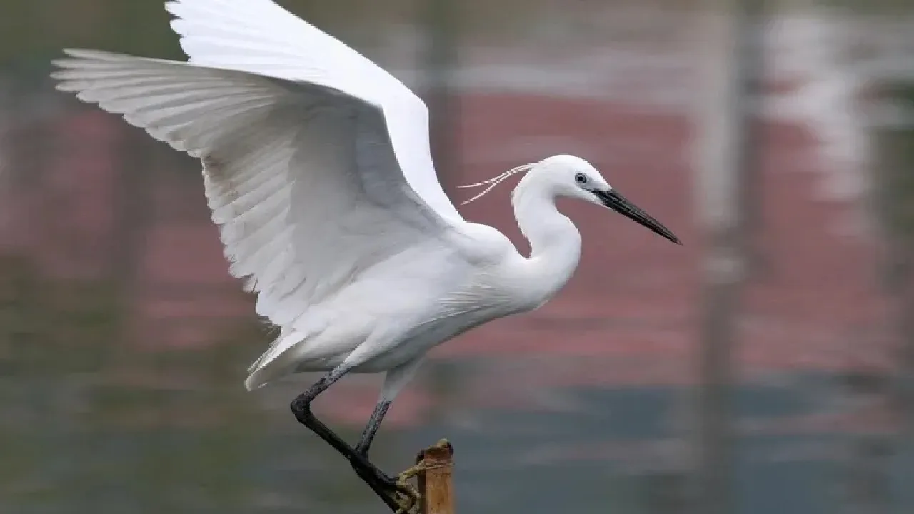 herons