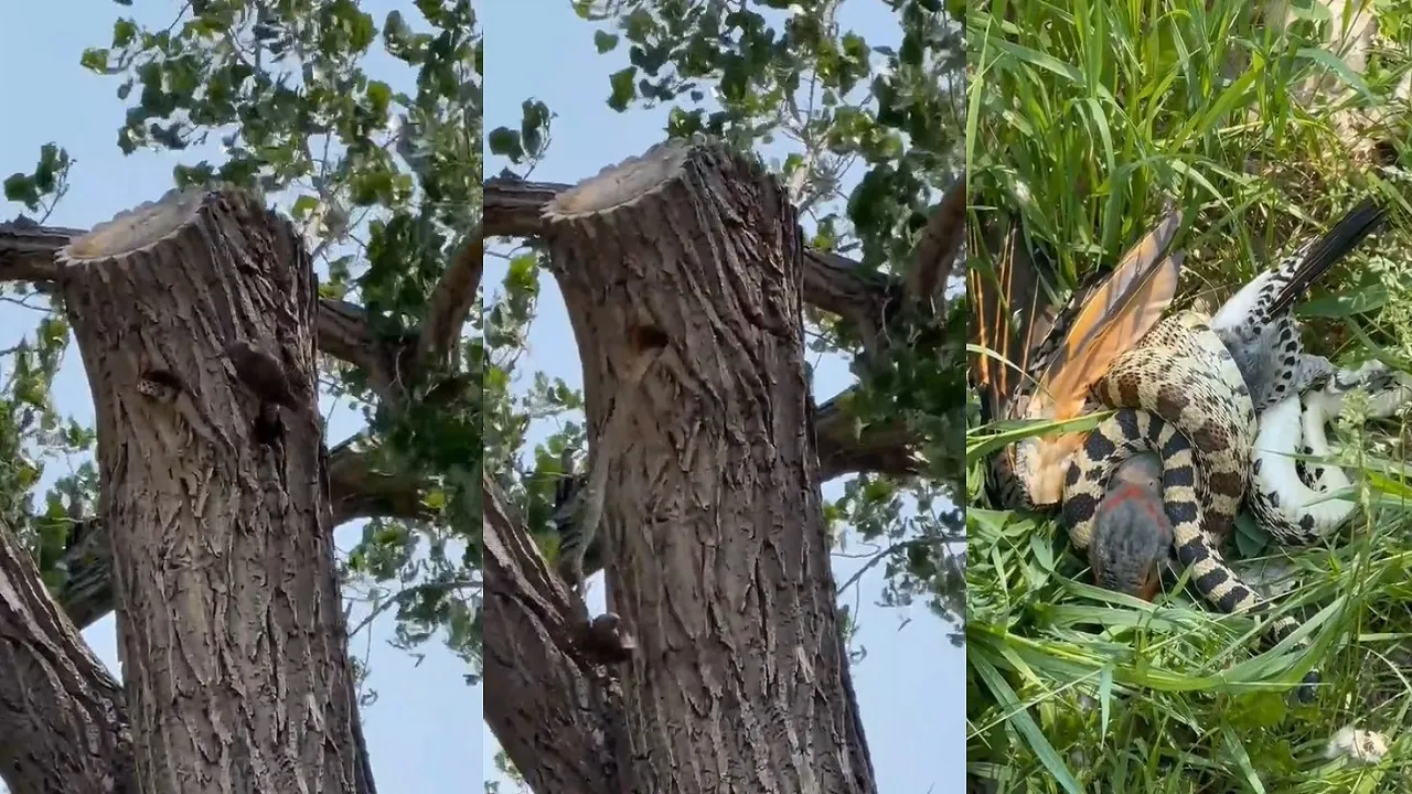 Snake and bird fight
