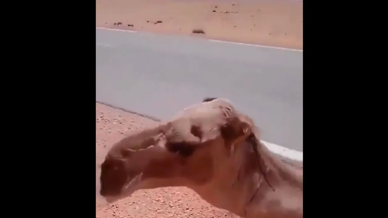 viral trending video