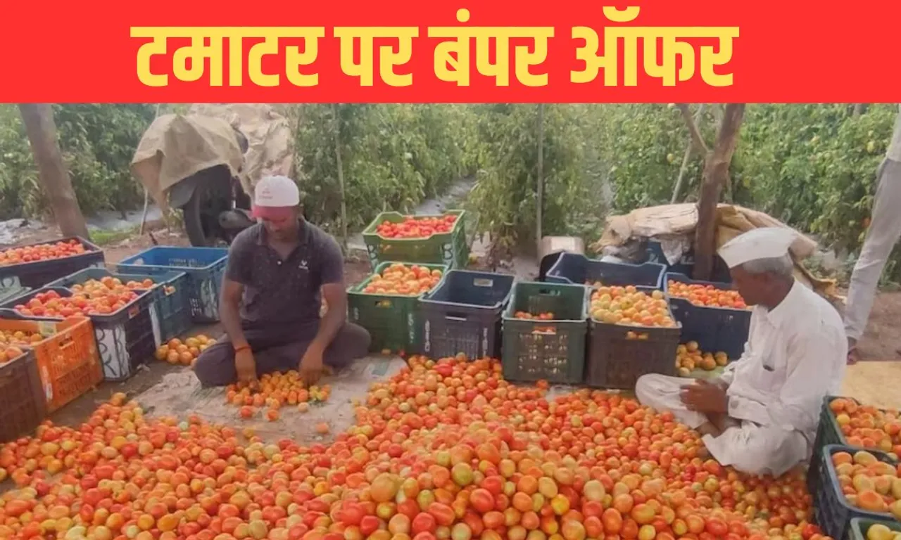 tomato price today