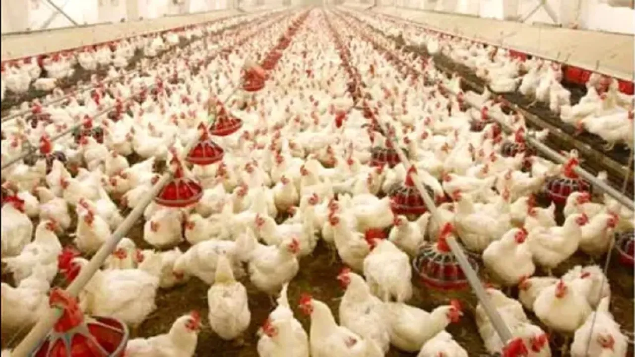 poultry farming