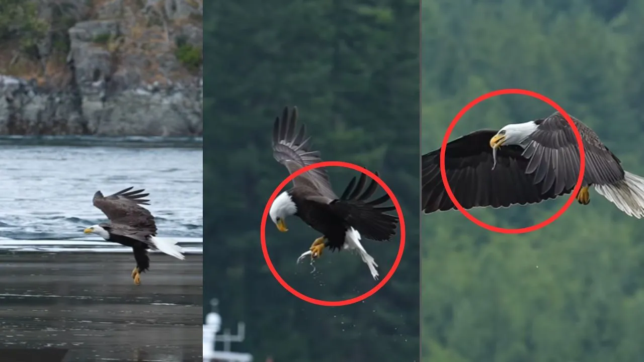 viral eagle trending video