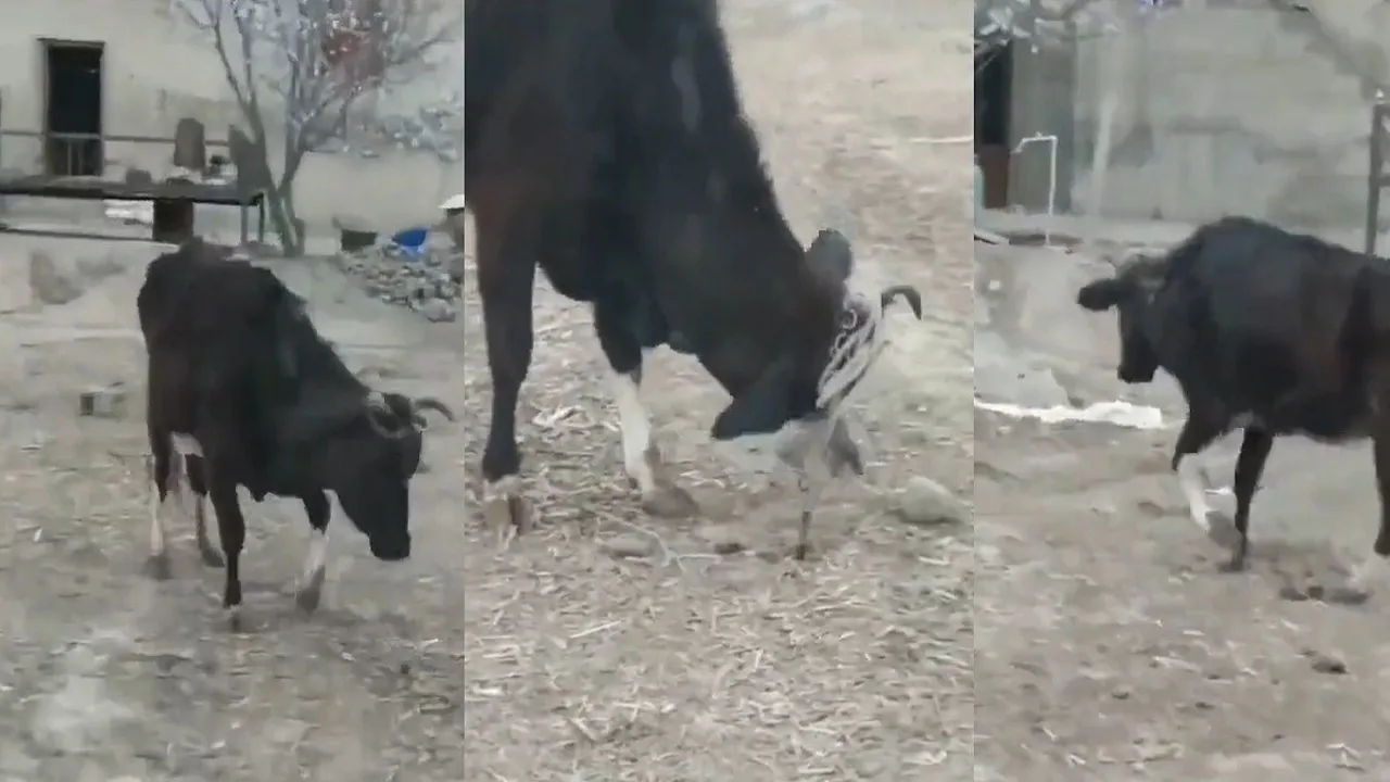 Cow video