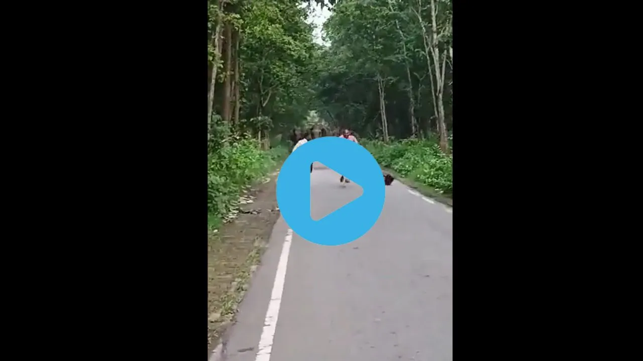 viral trending video