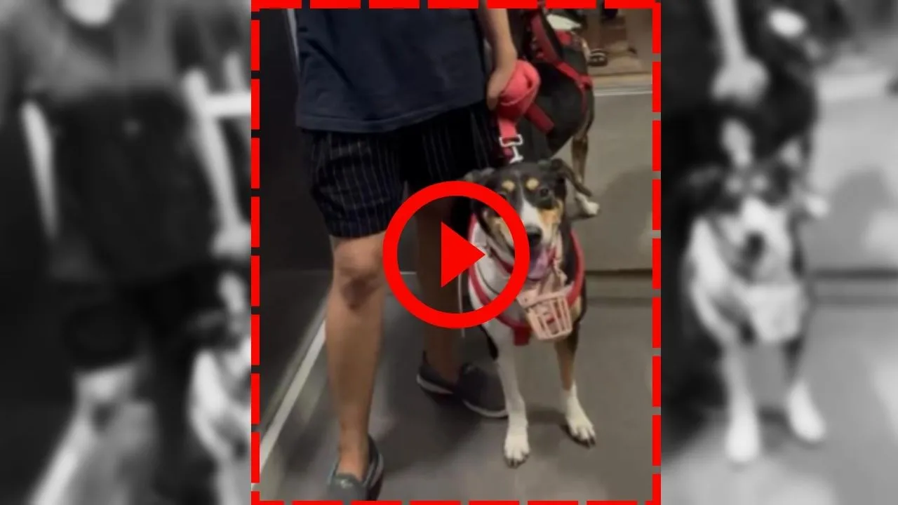 viral video