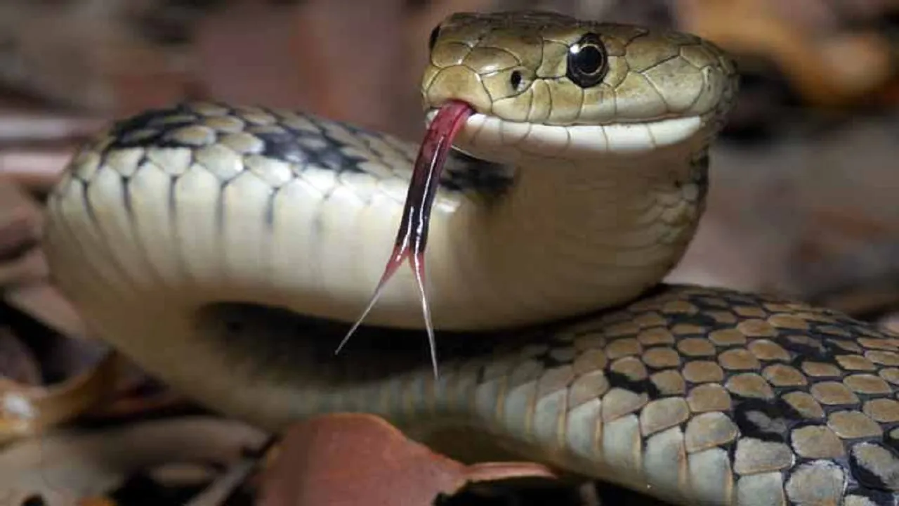 snake bite