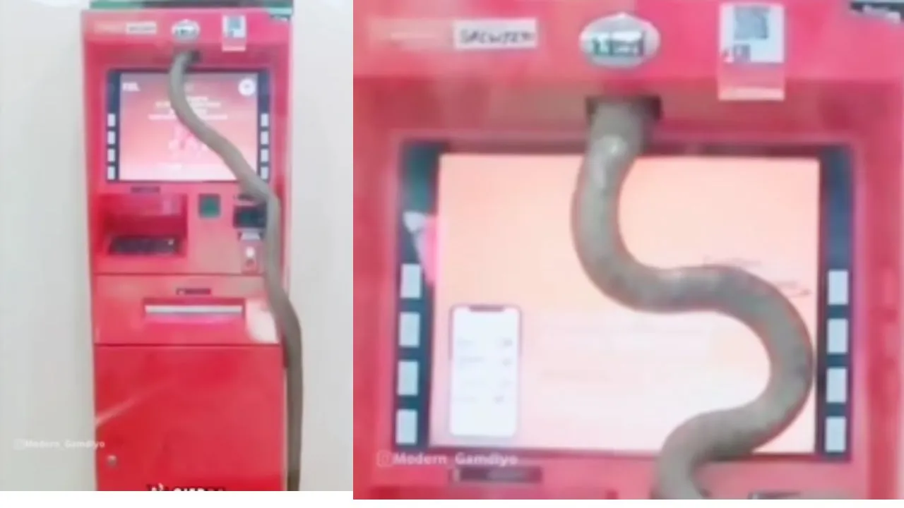 viral snake atm video