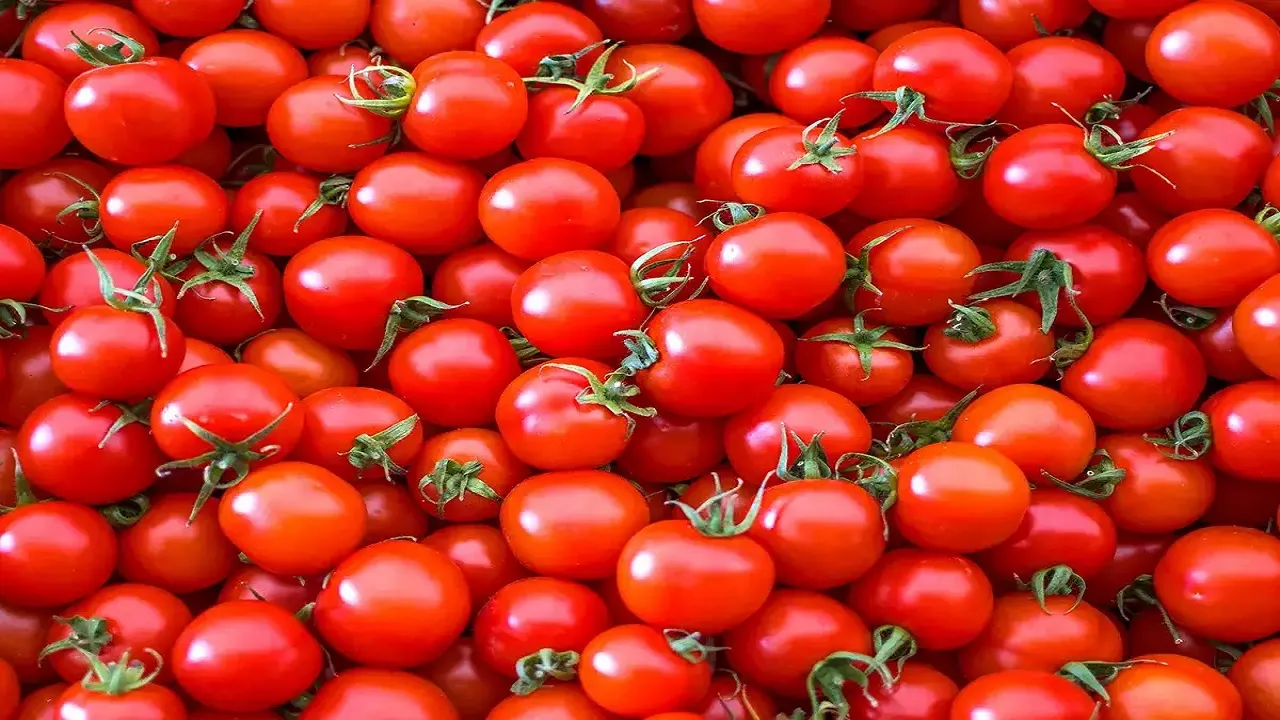 Tomato