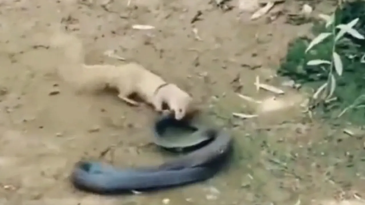 Mongoose and cobra fight