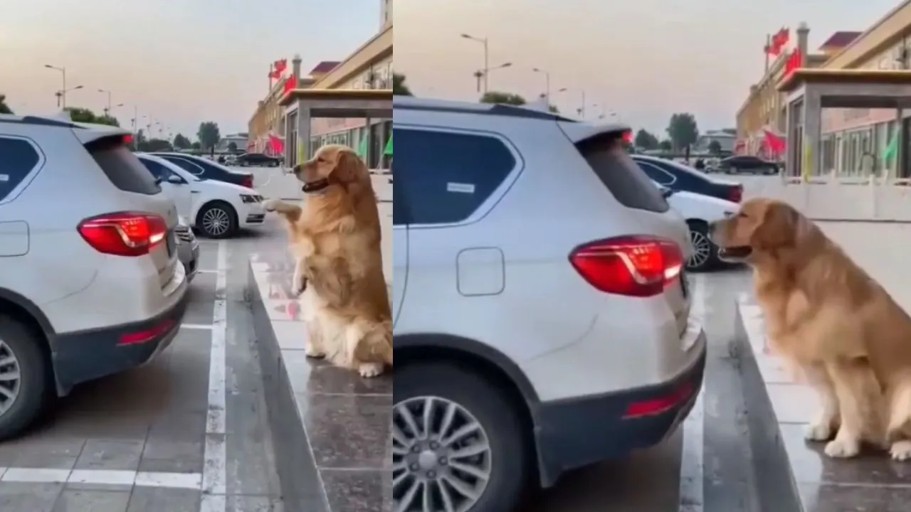 viral trending video