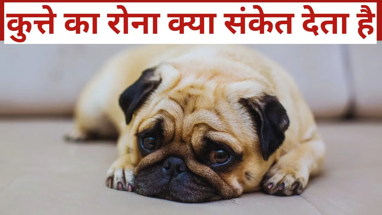 know dog crying is auspicious or inauspicious according to shakun shastra