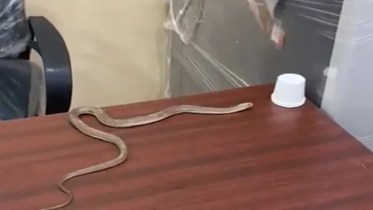 Snake