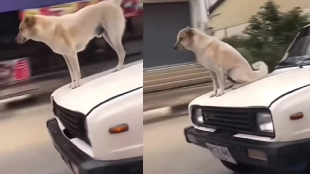 viral trending video