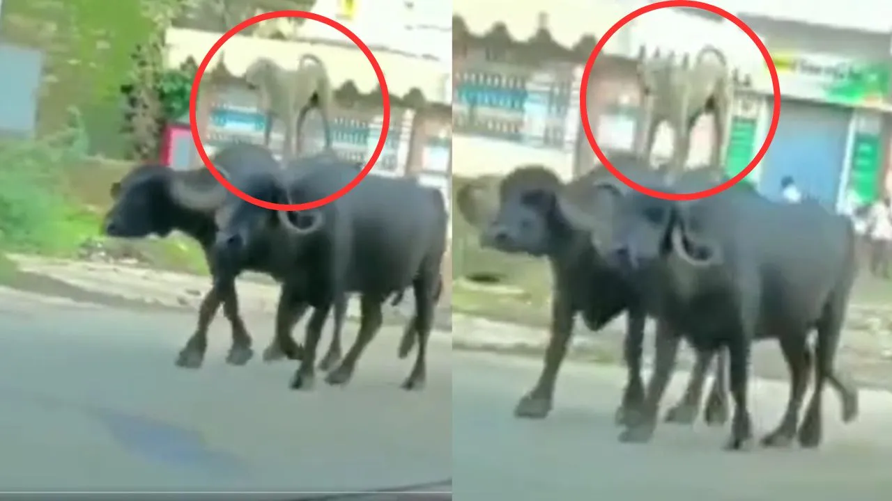 viral trending video