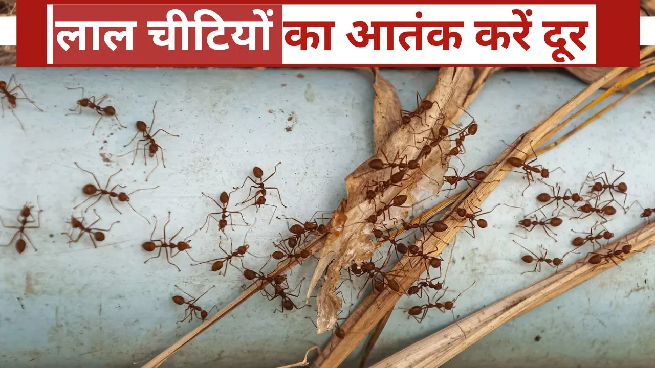 How to get rid of red ants from home in hindi