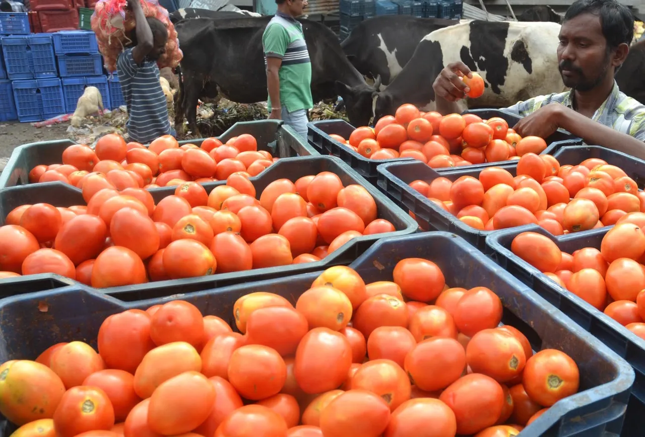 tomato,tomatoe,Kalaipalya Vegetable