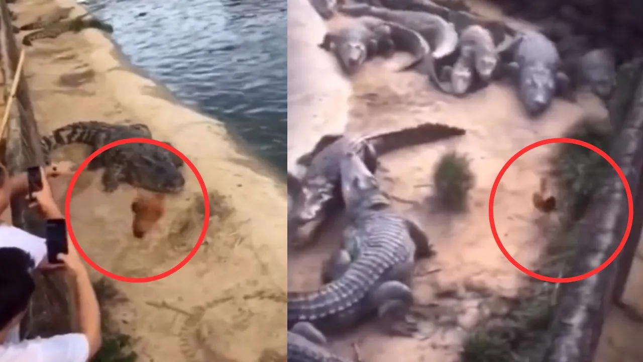 viral crocodile trending video