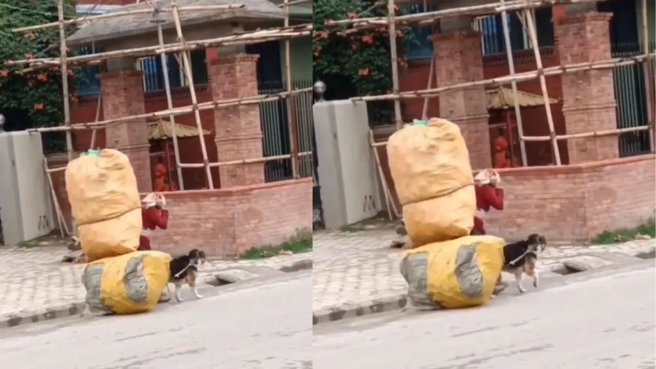 viral trending dogs video
