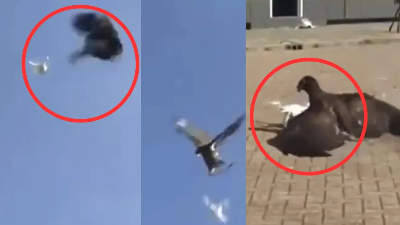 Eagle training to attack drones