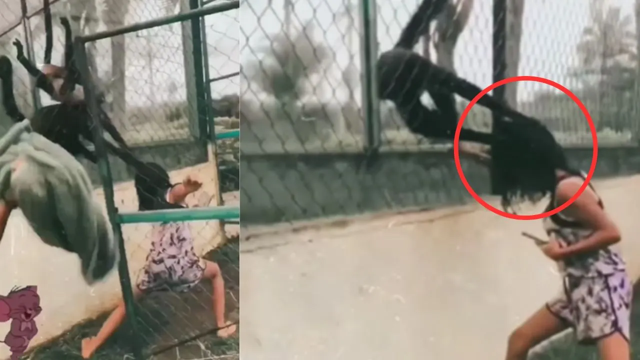 monkey attack on girl